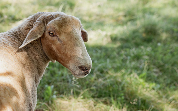 bio dyn anbau schaf01