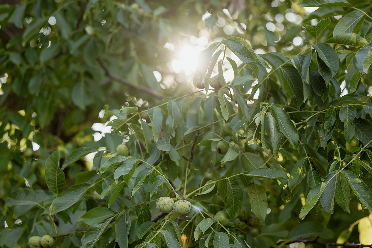 bio dyn anbau gabihuehner